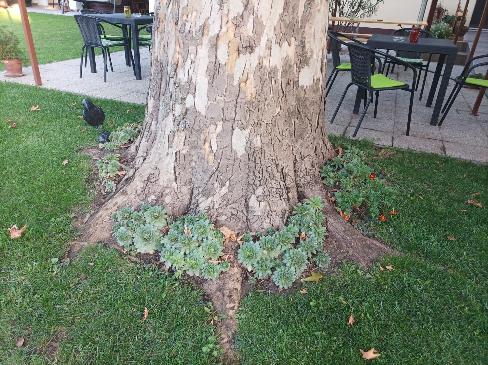 Tartos Szegfu Vendeghaz, Maganszallas Tazlar 외부 사진